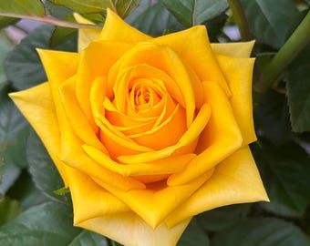 Live Yellow Rose Bush 16in 1 Count Balcony Garden Plant