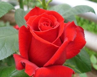 Red Rose 16in Bare Root One Plant Gift for Mom Romantic Garden