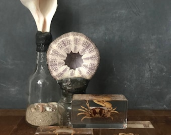 Real Crab encased in lucite block - paper weight - educational aid