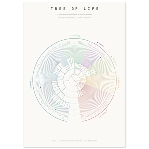 Tree of Life Print | White Phylogenetic Tree Poster | Evolution Biology Wall Art | Darwin Science Gift | Naturalist