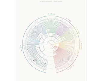 Tree of Life Print | White Phylogenetic Tree Poster | Evolution Biology Wall Art | Darwin Science Gift | Naturalist