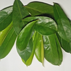 Può includere: Una collezione di foglie verdi fresche, lisce e lucide disposte a grappolo. Le foglie sono di forma ovale con punte acuminate e venature visibili, mostrando varie tonalità di verde bosco profondo e colori verde lime più chiari.