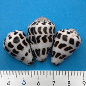 Conchas marinas japonesas naturales / Conchas 100% auténticas / Concha cónica hebrea / Patrón raro / Patrón de puntos / Materiales para manualidades / 19