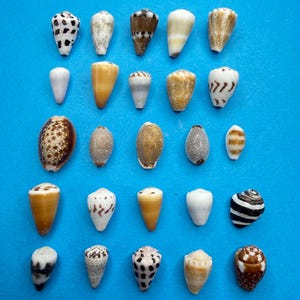 May include: A collection of twenty-five assorted sea shells arranged in five rows, featuring various shapes, textures, and patterns in shades of brown, white, and black, positioned above a single silver-coloured coin for scale reference.