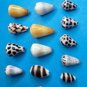 Set of 13 Small Cone Shells from Okinawa, Japan & Hawaii | Natural Genuine Seashells for Jewelry Making, Shell Display Collection/18