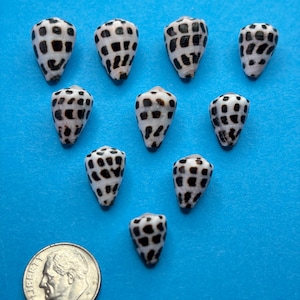 May include: Nine small cone shells arranged in a V-shape, each featuring a white base with a distinct pattern of dark brown to black square spots. A United States dime coin is positioned at the bottom left for scale, measuring 1.79 cm.