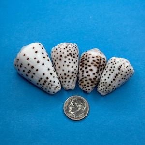 May include: Four cone shells with white surfaces and dark brown spots arranged in a row above a United States ten-cent coin. The shells exhibit varying patterns of dots and elongated markings, showcasing natural textures and conical shapes.