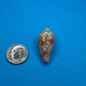May include: A cone shell with a white base and a brown, net-like pattern of markings, positioned next to a United States dime for scale. The shell has a smooth, tapered, and pointed shape with a distinct, intricate, and repeating geometric design.