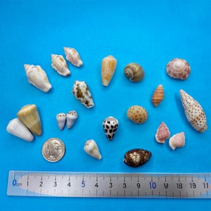 May include: A collection of various small sea shells in shades of white, brown, and tan, displayed alongside a silver coin and a metal ruler measuring up to 11 cm, showing the scale of the shells against a bright blue background.