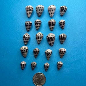 Small Hebrew cone / Conus ebraeus /Naturally Found Seashells from Japan/ 100% Natural Genuine/size 9/16 inch/0.59 inches/ 20 Pieces/No.60
