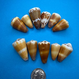 Puede incluir: Once conchas cónicas dispuestas en dos filas, con superficies lisas y patrones de color marrón y blanco, incluyendo rayas y manchas. Una moneda estadounidense de diez centavos de color plateado se coloca debajo de las conchas para dar escala, mostrando el perfil de Franklin D. Roosevelt.
