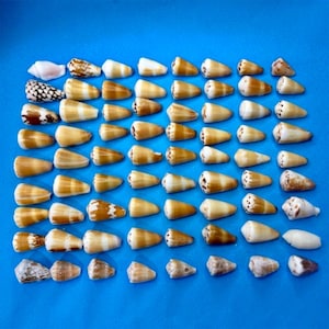 Rare Pattern/Natural Cone Shell Okinawa Seashell Rare Pattern/Real Sea Shell for Collection Craft Jewelry Beach Deco/Real Natural Shell/27
