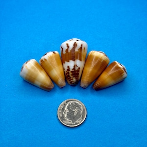 Naturally Found Seashells from Japan/Cone Shell /Natural Seashells from Japan & Hawaii / Authentic Seashells/Brown seashells/5 pieces/39