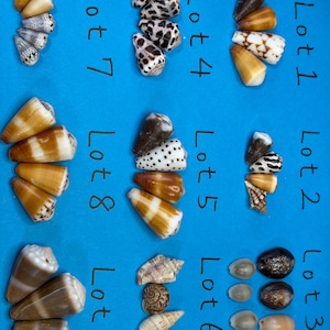 Rare Japanese & Hawaiian Cone Shells/Rare Pattern/Sea Shell / Natural /Genuine/    Assorted Cone Seashells/    For Collection Specimen Use/C