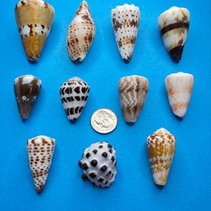 May include: A collection of eleven assorted cone shells with various brown, white, and tan patterns, arranged around a silver-colored United States dime coin for scale, showcasing diverse natural textures and spotted or striped markings.