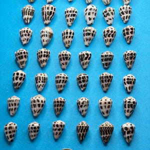 Puede incluir: Una colección de cuarenta y dos pequeñas conchas marinas en forma de cono dispuestas en siete filas de seis, cada una con una base blanca con patrones de manchas de color marrón oscuro o negro. Una moneda estadounidense está abajo.