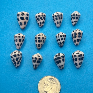 Set of 12 Small Hawaiian & Okinawan Hebrew Cone Shells | Natural Genuine Seashells | Shells for Jewelry Making, Display, Collection/y-21