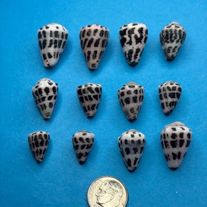 May include: A collection of eleven cone shells arranged in three rows, each featuring a white base with dark brown or black spotted patterns. A silver United States dime coin is positioned at the bottom for scale, measuring 1.79 cm in diameter.