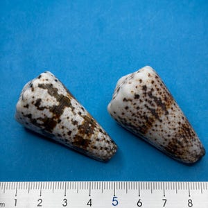 May include: Two cone shells with a white base and dark brown mottled spots and bands. The shells are positioned above a metric ruler, showing each shell is approximately 6.5 cm long. The shells have a smooth, tapered, and conical shape.