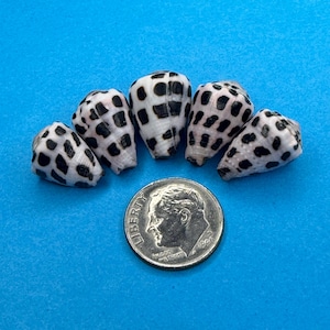 May include: Five cone shells featuring a white base and black rectangular spots arranged in a grid pattern. The shells are positioned in a semi-circle above a United States dime, which provides a scale reference for their size.