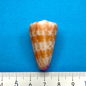 May include: A cone shell with a smooth, glossy surface featuring a pattern of orange-brown rectangular spots on a white background. The shell is positioned above a metal ruler, showing a length of approximately 4.5 cm from tip to base.