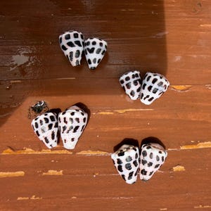 Juego de 8 pequeñas conchas cónicas hebreas hawaianas y okinawenses | Conchas marinas naturales auténticas | Conchas para la fabricación de joyas, exhibición y colección/Z-2