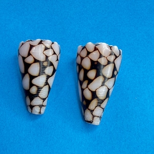 Set of 2 natural Marble Cone Shells one collected from a beach in Okinawa, Japan, and one imported from Hawaii.Perfect for jewelry makin/Z-8