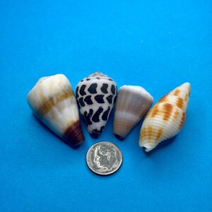 Conchas marinas encontradas naturalmente en Japón/ Concha cónica hebrea/ Auténticas conchas marinas japonesas/ Para la fabricación de joyas/ Concha cónica/ Conchas marinas de Okinawa/ 37