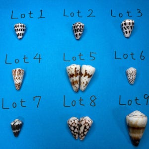 Puede incluir: Nueve conchas cónicas distintas dispuestas en una cuadrícula sobre un fondo azul brillante. Cada concha está etiquetada del Lot 1 al Lot 9 con texto negro escrito a mano. Las conchas muestran varios patrones naturales, incluyendo manchas marrones.