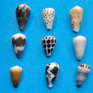 Juego de 9 conchas cónicas pequeñas de Okinawa, Japón y Hawái | Conchas marinas naturales y auténticas para la fabricación de joyas, colección de exhibición de conchas/16