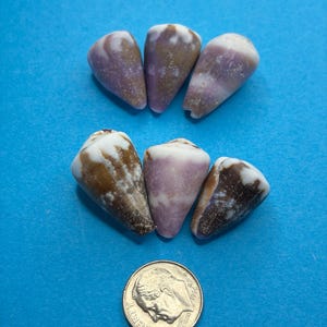 Set of 5 Cone Shells from Okinawa, Japan & Hawaii | Natural Genuine Seashells for Jewelry Making, Shell Display Collection/143