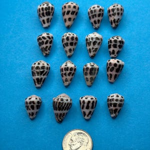 May include: Sixteen small cone shells arranged in a four-by-four grid, each featuring a cream-coloured base with dark brown to black spotted patterns. A silver-coloured United States dime is positioned below the shells for scale reference.