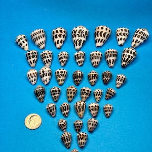 May include: A collection of thirty-five cone shells arranged in a triangular formation on a blue surface. Each shell features a white base with dark brown or black spotted patterns. A silver-coloured United States dime is placed to the left.