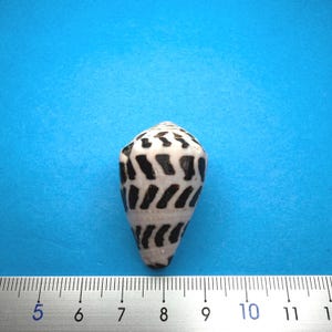 Tamaño grande/Patrón raro/Concha cónica hebrea/Conus ebraeus/Concha cónica japonesa grande/Concha marina/Natural/Auténtica/1,18〜1,57 pulgadas/16
