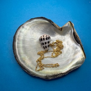 Hebrew Cone Shell Necklace/Hawaiian Shell Jewelry/Genuine Natural Shell Necklace/Naturally Found Seashells/2