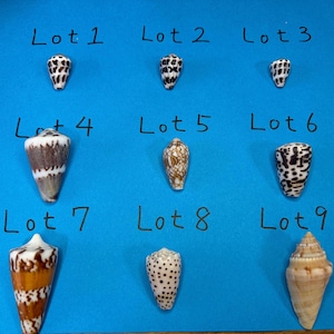 以下が含まれることがあります： Lot 1からLot 9までラベル付けされた、グリッド状に配置された9つの異なる円錐形の貝殻。それぞれの貝殻は、茶色と白の幾何学模様、黒と白の斑点、黄褐色の質感など、ユニークな模様が特徴で、鮮やかな青い背景の上に配置されています。