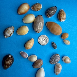 May include: A collection of twenty-one assorted cowrie shells in various shades of brown, tan, cream, and white, displayed alongside a silver United States dime for scale, showcasing smooth, glossy surfaces and unique natural patterns.
