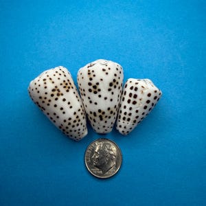 May include: Three white cone shells with dark brown spotted patterns arranged in a cluster above a silver United States dime for scale. The shells have a tapered, conical shape with a smooth, polished texture and distinct dark brown markings.