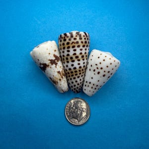 May include: Three cone shells with distinct patterns: one with irregular brown patches, one with a grid of dark brown squares, and one with small brown spots. A United States dime is placed below the shells for scale, showing their relative size.
