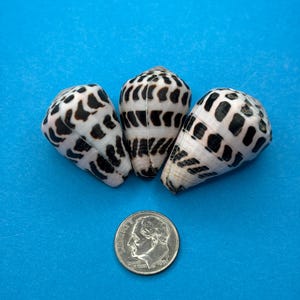 Set of 3 Small Hawaiian & Okinawan Hebrew Cone Shells | Natural Genuine Seashells | Shells for Jewelry Making, Display, Collection/98
