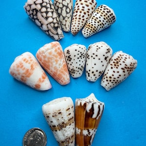 Large Natural Genuine Seashells from Okinawa & Hawaii — 1.18–1.57 inch Cone Shells, perfect for seashell displays./I