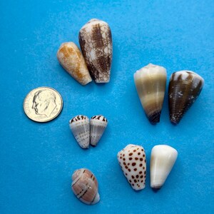May include: A collection of nine cone shells with varied patterns including brown netting, dark brown bands, white spots, and tan speckles, arranged alongside a silver-coloured United States dime for scale, showcasing diverse natural textures and shapes.