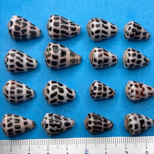 Può includere: Sedici conchiglie coniche disposte in una griglia quattro per quattro, ognuna caratterizzata da una base bianca con motivi a macchie rettangolari o irregolari dal marrone scuro al nero. Un righello bianco è visibile in basso in centimetri.
