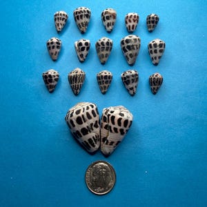 May include: A collection of seventeen cone shells arranged in rows, featuring white surfaces with dark brown or black rectangular patterns. A silver-coloured United States dime is positioned at the bottom for scale, providing a clear size reference.