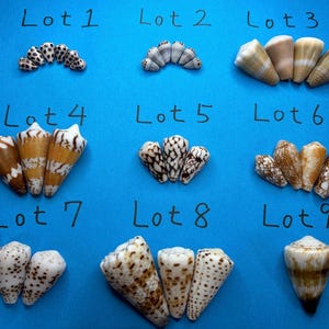Pode incluir: Nove grupos distintos de conchas cónicas dispostas numa grelha sobre um fundo azul brilhante. Cada grupo está rotulado de Lot 1 a Lot 9 com texto manuscrito a preto. As conchas variam em tamanho, cor e padrão, apresentando manchas e riscas.
