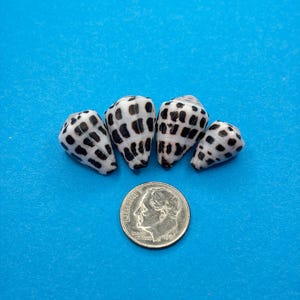 May include: Four small cone shells with a white base and a grid of dark brown square markings arranged in a row above a silver United States dime coin for scale, showing the relative size of the shells against the coin's diameter of 17.9 millimetres.