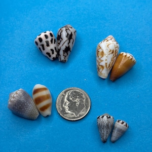 Mixed Seashells/ Small Cone Shell/100% Authentic Seashells/Authentic Japanese Seashells/Tiny Seashells/for Jewelry Making/8Pieces/67