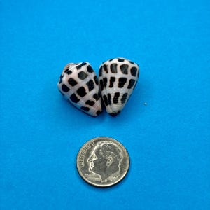 May include: Two small cone shells featuring a white base with a distinct black grid pattern. The shells are positioned above a silver United States dime coin, which has a diameter of approximately 1.79 cm, providing a clear scale reference.