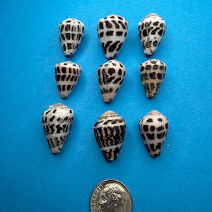 Small Hebrew cone / Conus ebraeus / Naturally Found Seashells from Japan/ 100% Natural Genuine/size 0.79 inches 13/16 inch/No.76