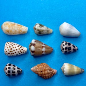Puede incluir: Una colección de nueve conchas cónicas dispuestas en una cuadrícula. Las conchas presentan varios patrones, incluyendo redes marrones, manchas oscuras, blanco sólido, bandas marrones y una superficie naranja texturizada con formas naturales.